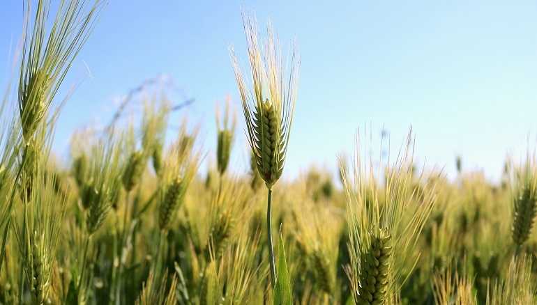 Shavuot – Festival of the Harvests